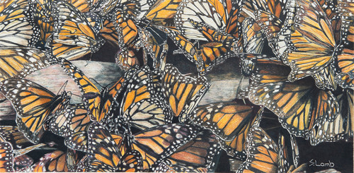 Monarch butterflies asf glhmne