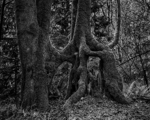 Tree roots kopachuck washington 2020 srtnjt
