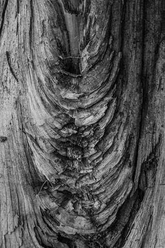 Weathered log washington park arboretum seattle washington 2013 xq2htv