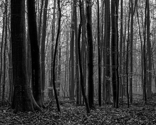 Sonian forest no 10 belgium 2019 wzizmp