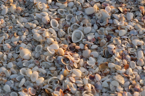 Sea shells x7p19d