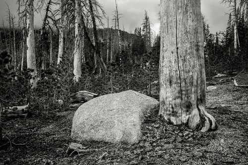Alpine forest mammoth lakes california 2015 wefte1