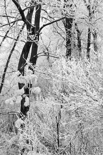 Frosty trees kittitas county washington 2011 r9c6qp