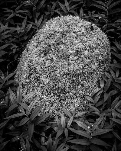 Moss covered stone  gifford pinchot national forest washington 2019 ljpsrk