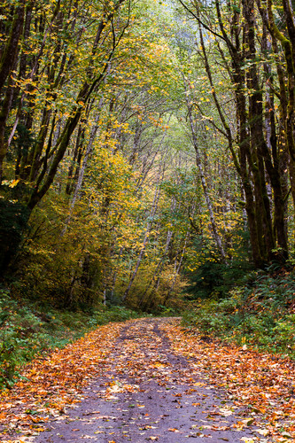 Autumn canopy forest road 49 washington 2015 xfzzsy