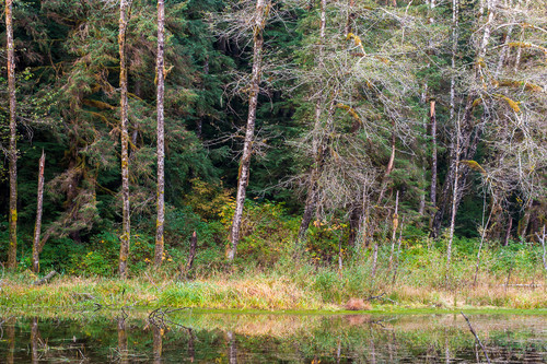 Autumn forest gold basin mill pond washington 2015 xdc11q