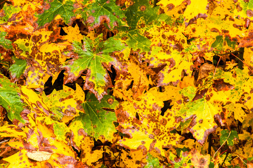 Autumn maple leaves mountain loop highway washington 2015 mwo5pa