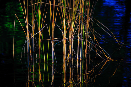 Autumn reeds volunteer park seattle washington 2014 s17jxu