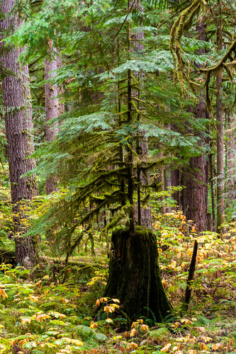 Autumn nurse stump mountain loop highway washington 2015 ubz9qp