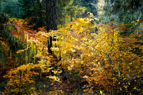 Autumn sunbeam in the forest kittitas county wa october 2013 ivqixb