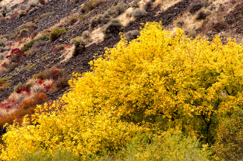 Autumn trees in the desert kittitas county washington october 2013 muuxlx