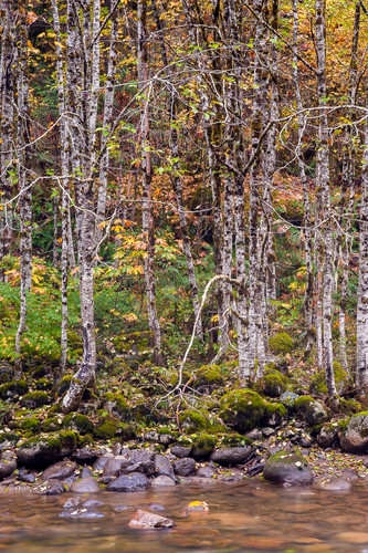 Autumn trees south fork sauk river washington 2015 z3oqgp