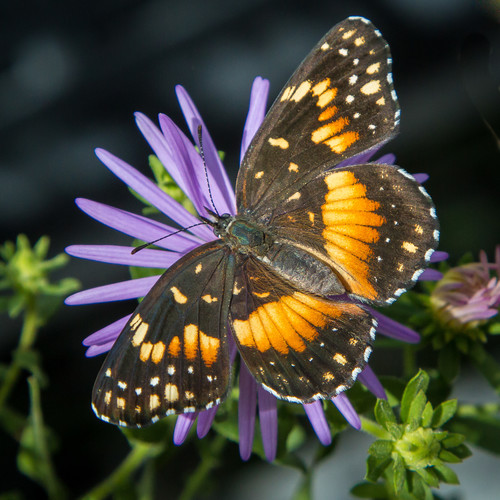 Butterfly on purple flower wuhxsi