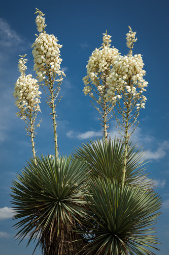 Cactus blooms znvtyk