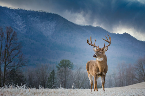 Rutting large whitetailed deer in frozen field 73mb gu5rsz