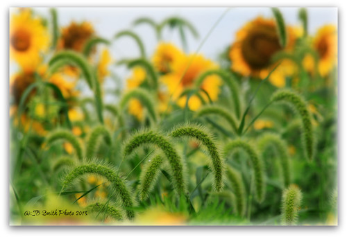 Cattail sunflower 3535051320 o sbhifx