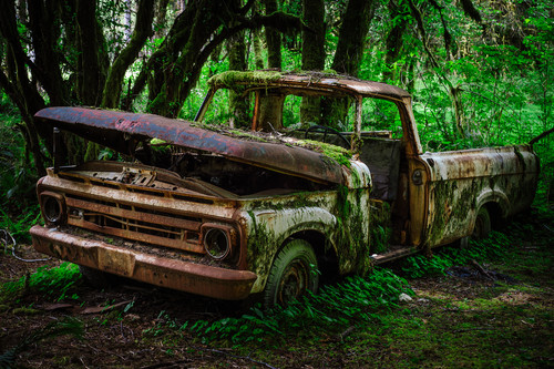Rust in peace no 1 olympic national forest washington 2016 vwlyvs