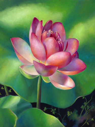 waterlily様 Water Lily With Butterfly Art | Nancy Tilles