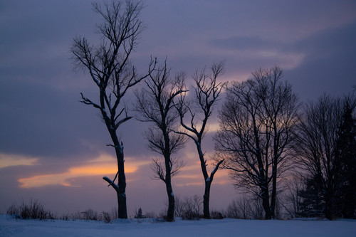 Trees vt winter 1 rbvpfr