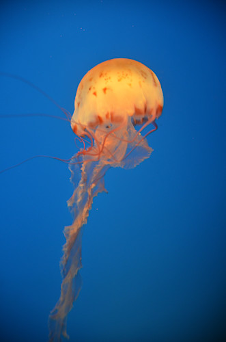 Jellyfish ns0sin