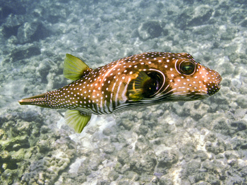 Spotted puffer fish oodkaf