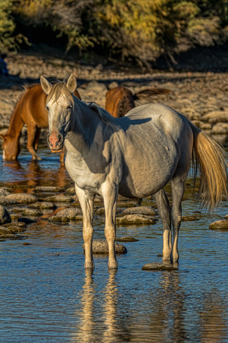 Salt river wild horse 04 tocd7g