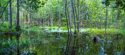 Forest pond 01 h3smfk