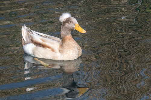 Crested duck e6alpq