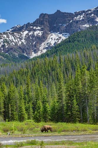 Montana mountains and bison mvnibc