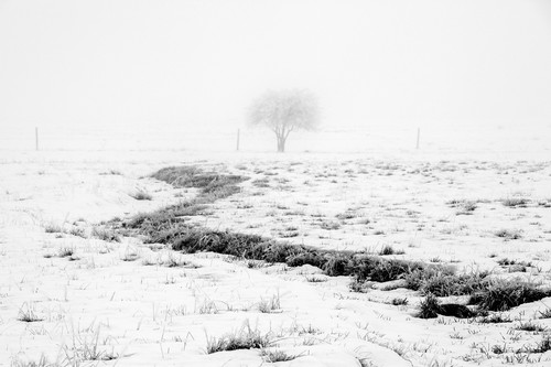 Foggy winter pasture kittitas county washington 2013 qvpknc