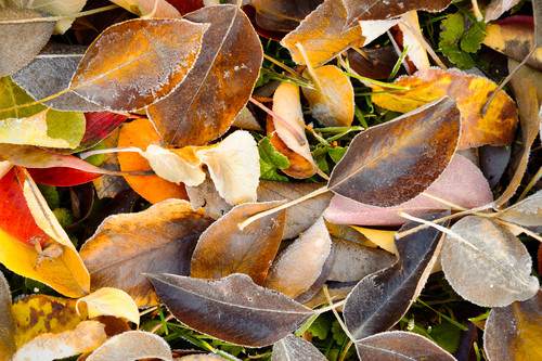 Fallen autumn leaves kittitas county wa october 2013 q1sabt