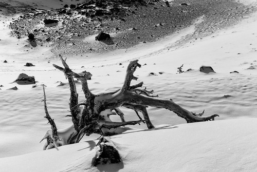 Old alpine log in snow mt rainier national park bw roglrj