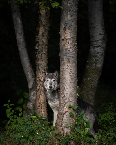 Dark forest bright wolf lizg2b