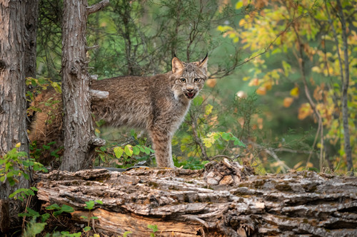 Canada lynx jakksm
