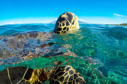 260   green sea turtle popping head up by gilney lima dt   ratio 2 3 orx5ez