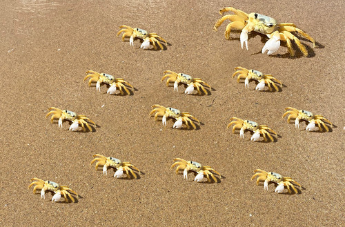 Crab family e9deio