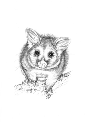 Hannah Precious Portraits - Quick #koala sketch this evening. #australia  #animal #cute #nature #art #artist #drawing #sketch #draw #sweet  #sketchbook #doodle #mammal #wildlife #conservation