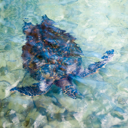 Watercolor turtle square rnzkil