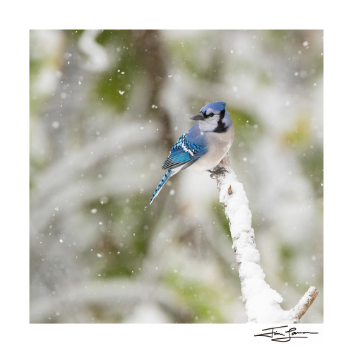 Blue Jay on a Snowy Day