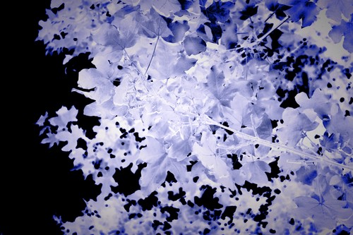 Blue leaves tflibo