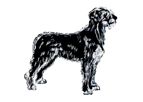 Irish wolfhound white on black 5x7 k4tkdv