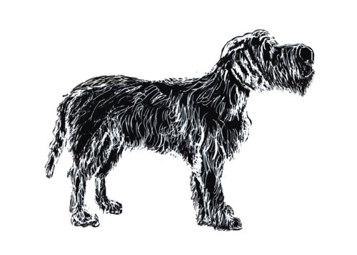 Wire haired pointing griffon white on black 5x7 gprsci