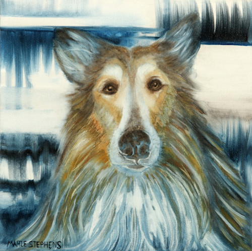 Collie with blue and white abstract background mvrrmx