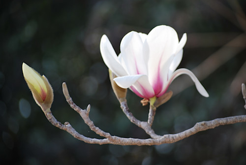 Pink magnoliaedited gkn586