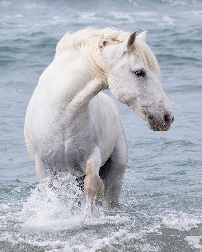 Carolwalkerseahorseturns exzw4p