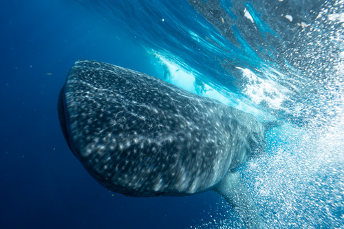 Whale shark edited 10483 oipti1