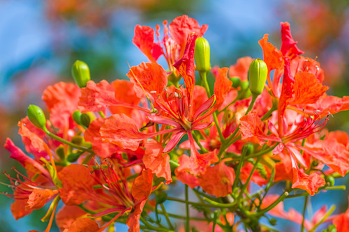 Sandar industries 6503 ocbdzm