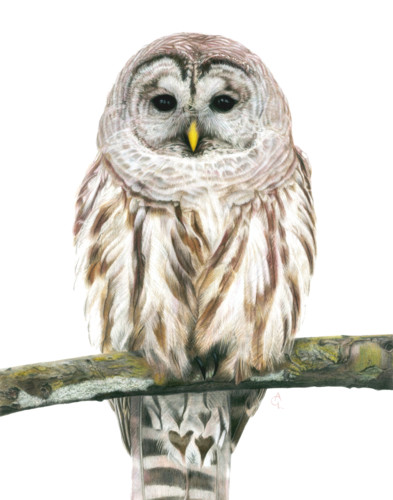 OWL さんのページ Wise_Guy_transparent_1_oil4lp.jpg