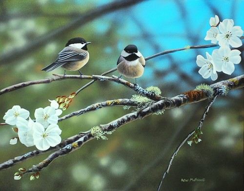 Black capped chickadees 2 vw5px1