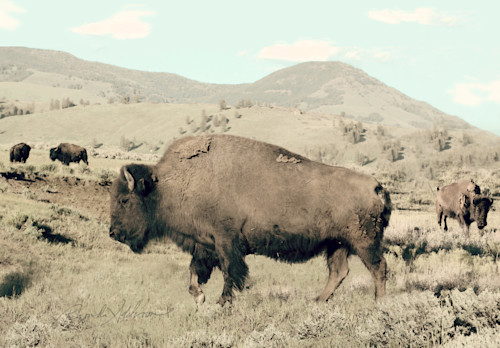 Buffalo s aeoul6